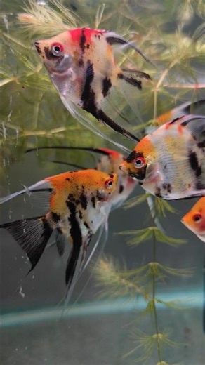 Koi Ghost Angel Fish| #angelfish #fishshorts #viralfish #aquariumshop #ahmedabad
