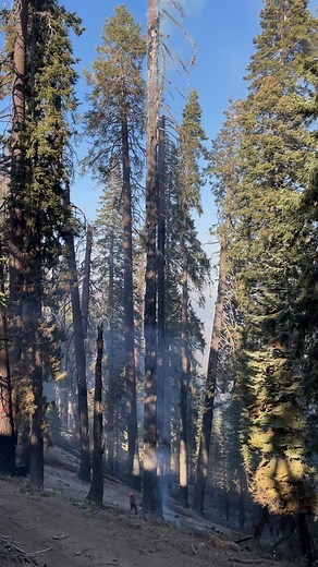 Limb dropping & top snapping thing almost got me twice before it finally fell. #topheavytimber | Brennen Miller