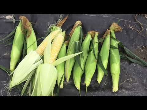 トウモロコシを動物から簡単に守れた 畑の動画
