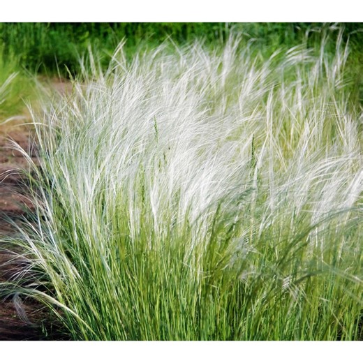 Mexican Feather Grass Seeds | Stipa Tenuissima | Hardy Ornamental Grass | Fine Textured Landscape Plant | 150   Seeds - Etsy