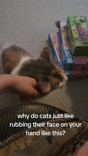 Why Cats Use Your Hand as a Face Scratching Post