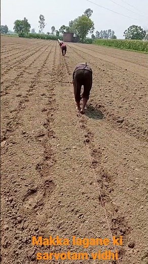 #मक्का लगाने की सर्वोतम विधि#