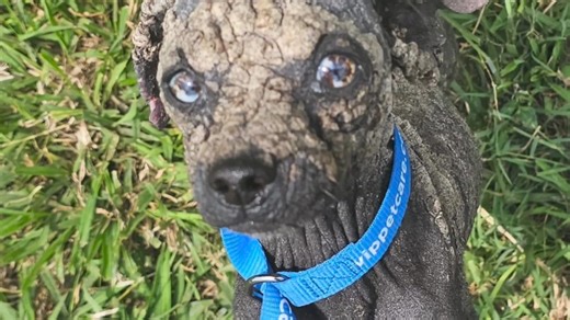 7.5K views · 104 reactions | THE POWER OF RESILIENCE. Kanines and...