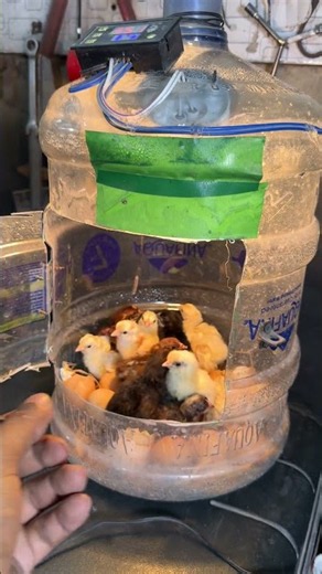100% success ! cHICKS Hatched in old plastic bottle.