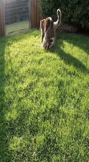 Python Grabs a Kitten — Mother Cat Fights Back #비단뱀 #뱀 #공격 #고양이 #새끼고양이 #어미고양이 #모성본능 #반격 #위험순간 #쇼츠