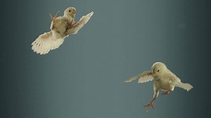 21K views · 162 reactions | advert.ge on Reels | Facebook