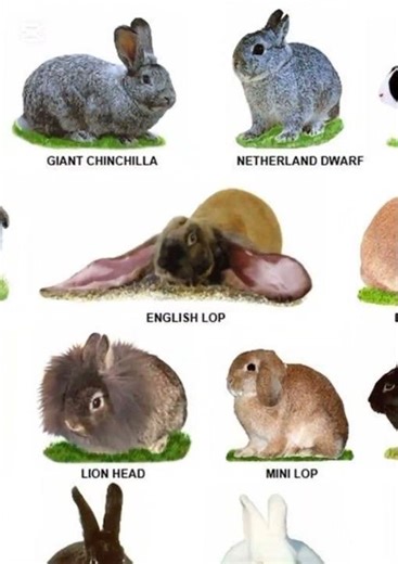 🐰 4 Cute Rabbits – Amazing and Adorable Review!#rabbits #cuteanimals#animals#wildlife #nature #bunny