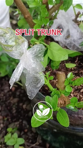 split trunk Sancang