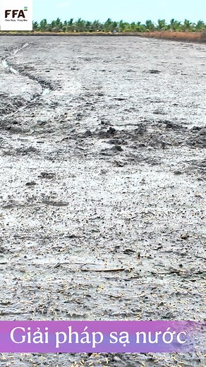 85K views · 565 reactions | Cách sạ lúa giúp lúa lên đều - không cần dặm lại!#lúa, #farm,#reels, #Sol Sol Pham | Sol Pham | Facebook