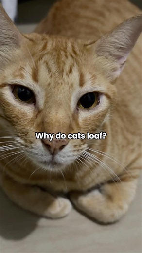 Why Cats Sit Like a Loaf of Bread | Cat Fact #14