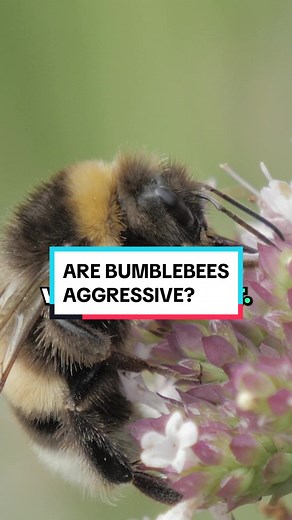 Can #bumblebees get aggressive? #bees #pestcontrol #bugs #pestmanagement #homeownertips #homeowner #infestation #pests #insects #exterminator #bugspray #pestprevention #pestplan #pestsolutions #pestcontrolplan #pestfree #nomorebugs