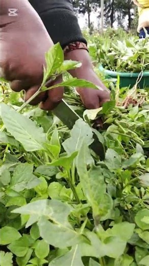 How We Harvest Black Nightshade (Managu) in Our Village Homestead 🌿