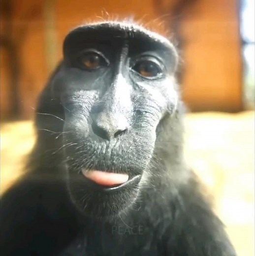 Monkey rizz #rizz #monkey #meme