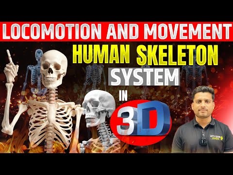 Human Skeleton 3D : Anatomy and Physiology animation