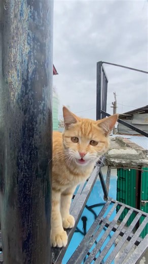 #cat #shorts #views #viralvideo #youtube #youtubeshorts #trending #trendingshorts #pets #kitten