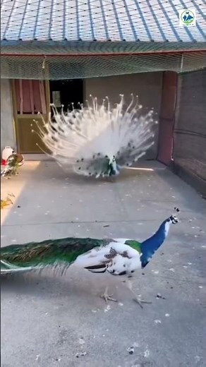 India Fight Peacock breeding Pier Indian blue & white peacock #Viral YouTubeshorts #trendingvideo