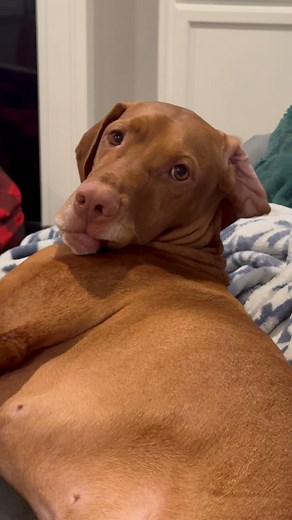 305 reactions | It’s over rated right? 若兩 #derp #dingus #vizsla #birddog #dog #dogmom #dogs #puppy | Palmetto Pointers | Facebook