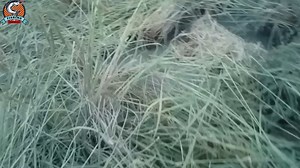 8.2K views · 1.2K reactions | Place traps to catch crabs and frogs in the rice field #fishing #fish #fishingvideo #hooked #nets #snakehead #trap #quail #crab #frog #catch #catfish | Fishing Vlog | Facebook