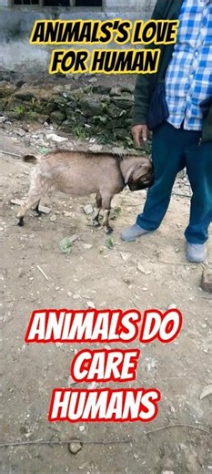 Do Subscribe n Supports 🙏 #freefiremax #trending #shorts #animal #today #viral #Supports #goviral