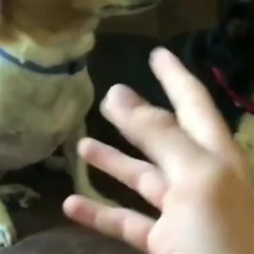 ZA HANDO GA KESU: Understanding the Meme