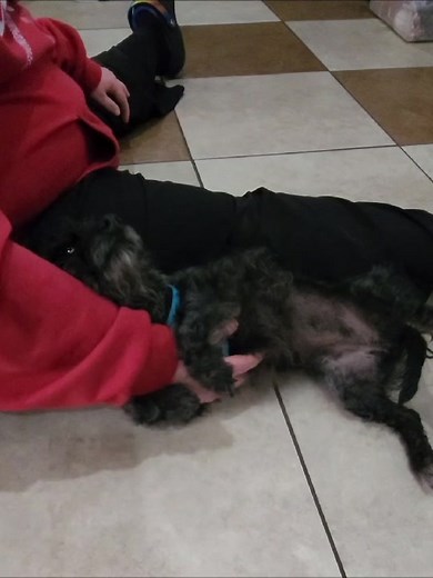 Día 1 fuera de un criadero Amish