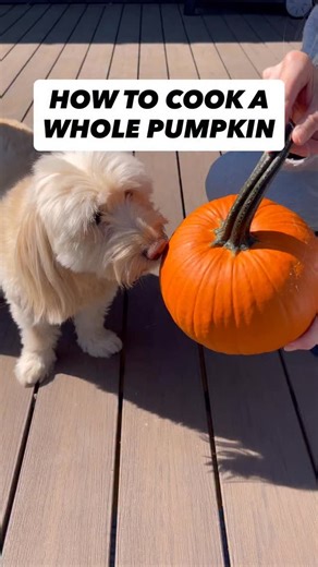 Do you want to learn how to cook a whole pumpkin for your dog this fall? It’s easy & affordable! Just follow these simple steps: 🎃 You’ll need: - 1 Whole Pumpkin (sugar pumpkin recommended) - 1–2 TBSP Olive Oil (optional) 👩‍🍳 Directions: 1. Preheat the oven to 350°F. 2. Wash the pumpkin, then carefully slice it in half from top to bottom. Scoop out seeds and stringy flesh (save seeds to roast separately if desired) 3. Place pumpkin halves cut-side down on a parchment-lined baking sheet. Light