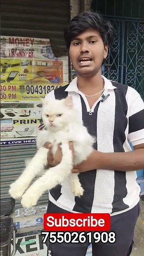 Meet this Beautiful Blue-Eyed Persian Adult Cat! ✨