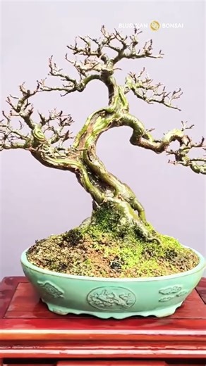 Mini Chinese Elm Bonsai after total pruning #bonsai #bonsaitree #bonsaiart