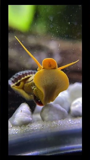 How do snails poop? 💩 🤢