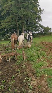 134K views · 824 reactions | A bit of light cultivating 藍 #workinghorses | Hitch In Farm Working Horses | Facebook