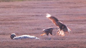 Watch what happens when two birds fight over prey