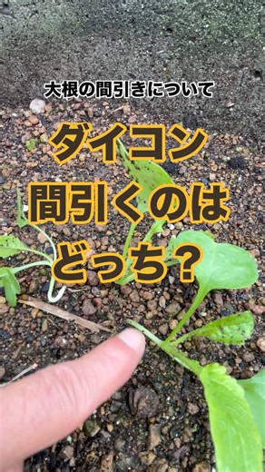 [First Thinning of Daikon Radish] #DaikonCultivation #Thinning