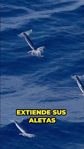 Animals that fly without wings