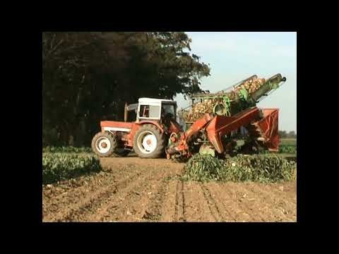 INTERNATIONAL HARVESTER TRACTOR AND STOLL SUGAR BEET HARVESTER WITH TOP SAVER