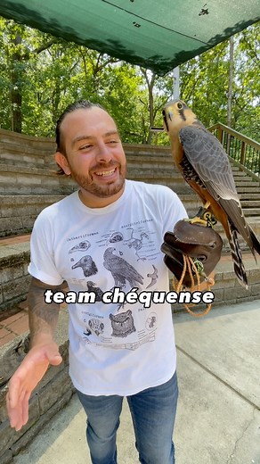 38K views · 2.4K reactions | Halcón Aplomado 襁 #reel #fyp #falcon | Raptor Behavior | Facebook