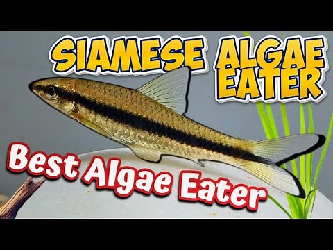 Siamese Algae Eater Care Guide – Ultimate Tank Cleaner! (crossocheilus oblongus)