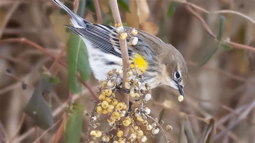 Yellow-rumped warbler is Ohio's only regular wintering warbler