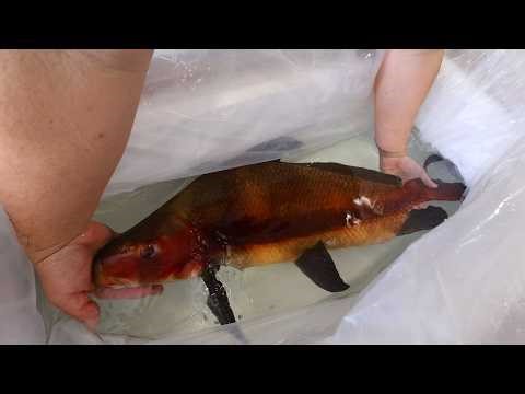 FREE KOI With Every Order?! Unboxing Rare Asian Monster Fish 😳🐟