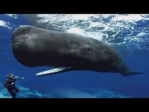 TIL A Sperm whale can click at about 236 decibels, making it the loudest animal on Earth. Some researchers believe they can contact each other in the ocean even from opposite sides of the planet. For comparison, a jet engine takeoff registers 150 dB. NASA's Saturn V rocket launch registered 204 dB.