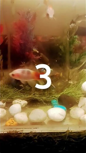 normal fish convert to robetic fish