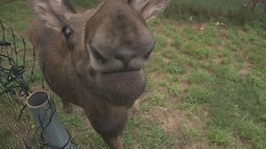 What we can all learn from Maggie the moose