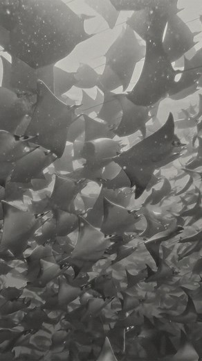 Atmos on Instagram: "A magnificent mobula vortex. Filmed here by @wandering.westerner at @bajarawtours in the Gulf of California, Mexico, mobula rays, sometimes called ‘flying rays’ typically travel in large schools of at least 100 individuals. In order to feed, they create a vortex to concentrate plankton in the centre of the group. These incredible underwater gliders are also capable of leaping up to two meters out of the water. With wingspans reaching up to 17 feet, they are closely related t