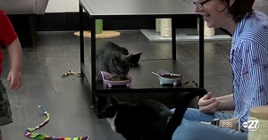 Tally Cat Café is the PURR-fect place to have a latte.