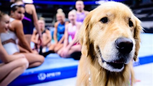 How therapy dogs are alleviating pressure felt by elite athletes even at Olympic levels