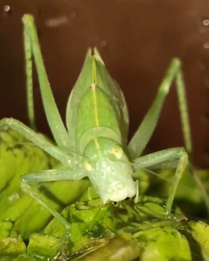 Kelvin Wiley🕷 | Many species of katydids are equipped with some of the best forms of leaf-like camouflage in the world of insects! In the first clip of... | Instagram