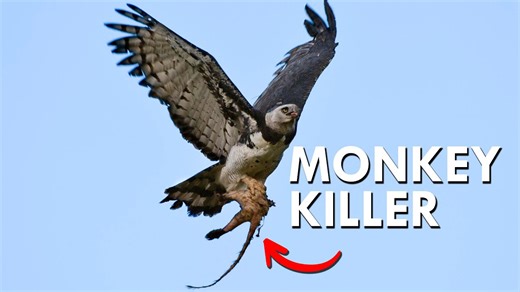Harpy Eagles Snatch Monkeys Straight from the Trees