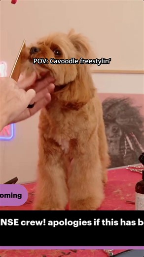 Cavoodle glow-up time ✂️✨ Watch this sweet girl get her fluffy face groomed during yesterday’s YouTube Live, turned this whole clip into the cutest mini makeover reel! 🐶💖 🎥 Full groom was streamed LIVE on YouTube yesterday 🐾 Adorable Cavoodle face trim ASMR vibes 🧼 From scruffy to super cute in seconds #Cavoodle #Cavapoo #DogGrooming #DogGroomingReel #DogMakeover