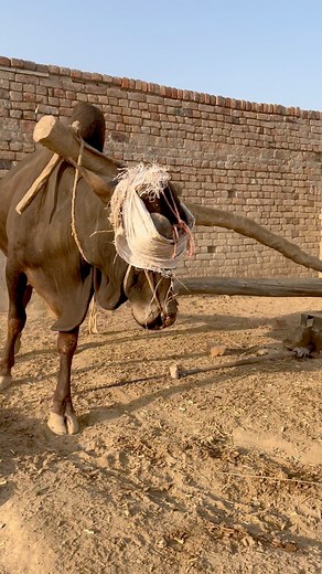 42K views · 115 reactions | High speed oxygen on help with Gear Toka machine #shortvideo #shortsviral #gear_trend | Mix Global Channel | Facebook