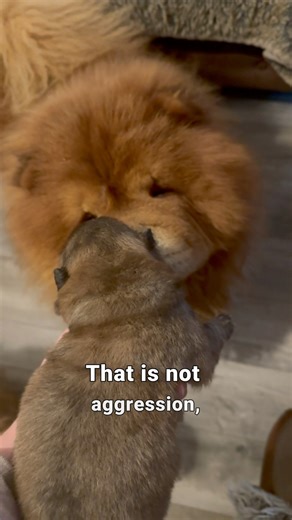 They say Chow Chows are aggressive… Just a dog with a built in stranger danger system, a real aloof floof, and a lot of quiet judgment. “I see you. I judge you. Try it, stranger.” But with family? Amazing. Sweet. Loving. Loyal. Aloof does not mean aggressive. It just means honest. #chowchow #missunderstood #chowchowlovers #chowchowpuppy #introvert | Newfangled Newfoundlands & Chow Chows