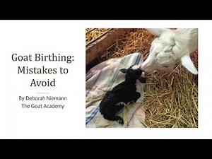 Common Goat Birthing Mistakes